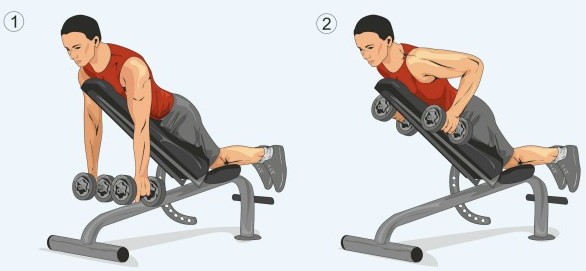 Дельтовидная мышца. Где находится, фото, функции, упражнения для девушек, дома, в тренажерном зале Дельтовидная мышца. Где находится, фото, функции, упражнения для девушек, дома, в тренажерном зале