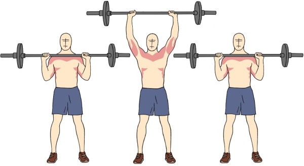 Дельтовидная мышца. Где находится, фото, функции, упражнения для девушек, дома, в тренажерном зале Дельтовидная мышца. Где находится, фото, функции, упражнения для девушек, дома, в тренажерном зале